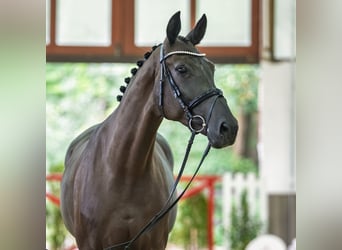 Deutsches Reitpferd, Stute, 4 Jahre, 174 cm, Rappe