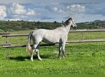 Deutsches Reitpferd, Stute, 4 Jahre, 174 cm, Schimmel