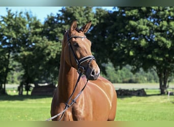 Deutsches Reitpferd, Stute, 4 Jahre, 176 cm, Brauner