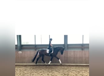 Deutsches Reitpferd, Stute, 4 Jahre, 178 cm, Dunkelbrauner