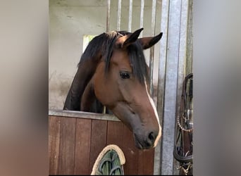 Deutsches Reitpferd, Stute, 4 Jahre, 178 cm, Dunkelbrauner
