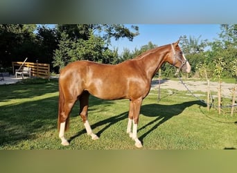 Deutsches Reitpferd, Stute, 4 Jahre, Fuchs