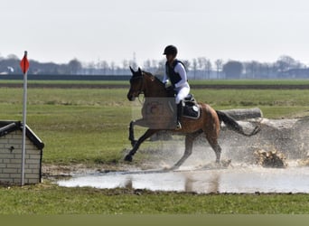 Deutsches Reitpferd, Stute, 5 Jahre, 153 cm, Brauner