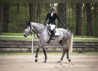 Deutsches Reitpferd, Stute, 5 Jahre, 158 cm, Schimmel