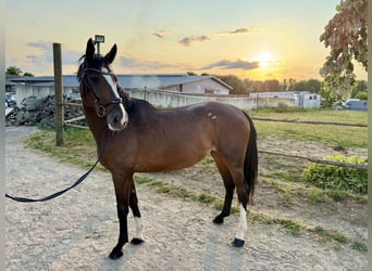 Deutsches Reitpferd, Stute, 5 Jahre, 160 cm, Dunkelbrauner