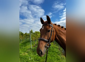 Deutsches Reitpferd, Stute, 5 Jahre, 160 cm, Fuchs