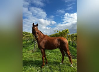 Deutsches Reitpferd, Stute, 5 Jahre, 160 cm, Fuchs