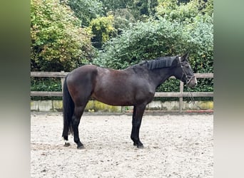 Deutsches Reitpferd, Stute, 5 Jahre, 160 cm, Rappe