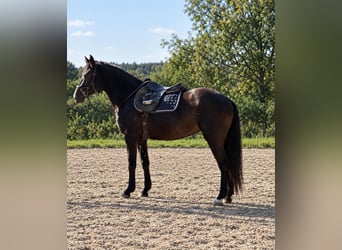 Deutsches Reitpferd, Stute, 5 Jahre, 160 cm, Rappe