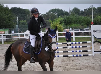 Deutsches Reitpferd, Stute, 5 Jahre, 162 cm, Dunkelbrauner