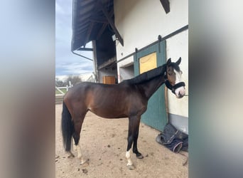 Deutsches Reitpferd, Stute, 5 Jahre, 162 cm, Dunkelbrauner