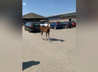Deutsches Reitpferd, Stute, 5 Jahre, 162 cm, Dunkelbrauner
