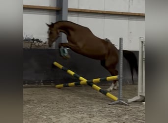 Deutsches Reitpferd, Stute, 5 Jahre, 162 cm, Fuchs