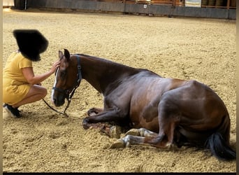 Deutsches Reitpferd, Stute, 5 Jahre, 162 cm, Fuchs