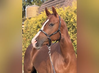 Deutsches Reitpferd, Stute, 5 Jahre, 162 cm, Fuchs