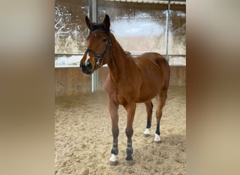 Deutsches Reitpferd, Stute, 5 Jahre, 163 cm, Brauner