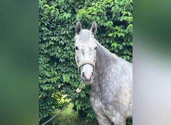 Deutsches Reitpferd, Stute, 5 Jahre, 163 cm