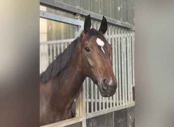 Deutsches Reitpferd, Stute, 5 Jahre, 163 cm, Dunkelbrauner