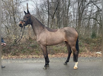 Deutsches Reitpferd, Stute, 5 Jahre, 164 cm, Brauner