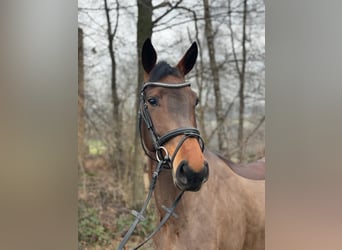 Deutsches Reitpferd, Stute, 5 Jahre, 164 cm, Brauner