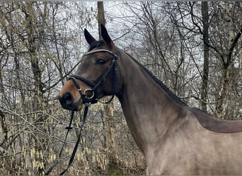 Deutsches Reitpferd, Stute, 5 Jahre, 164 cm, Brauner