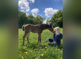 Deutsches Reitpferd, Stute, 5 Jahre, 164 cm, Brauner