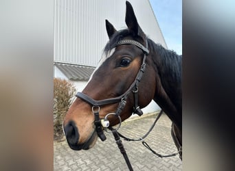 Deutsches Reitpferd, Stute, 5 Jahre, 164 cm, Brauner