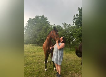 Deutsches Reitpferd, Stute, 5 Jahre, 165 cm, Brauner