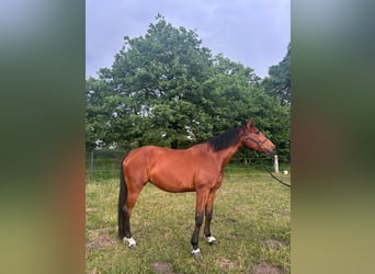 Deutsches Reitpferd, Stute, 5 Jahre, 165 cm, Brauner