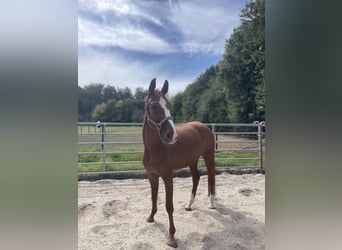 Deutsches Reitpferd, Stute, 5 Jahre, 165 cm, Fuchs