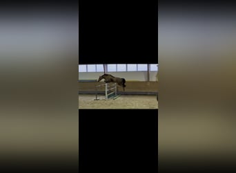 Deutsches Reitpferd, Stute, 5 Jahre, 165 cm, Fuchs