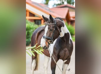 Deutsches Reitpferd, Stute, 5 Jahre, 165 cm, Schecke