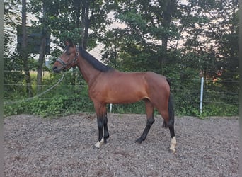 Deutsches Reitpferd, Stute, 5 Jahre, 166 cm, Brauner