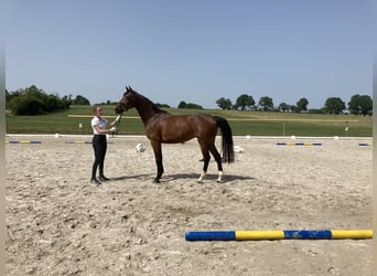 Deutsches Reitpferd, Stute, 5 Jahre, 167 cm, Brauner