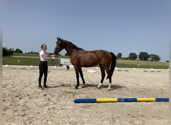 Deutsches Reitpferd, Stute, 5 Jahre, 167 cm, Brauner