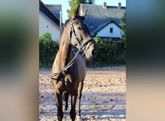 Deutsches Reitpferd, Stute, 5 Jahre, 167 cm, Dunkelbrauner