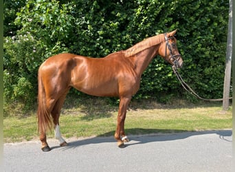 Deutsches Reitpferd, Stute, 5 Jahre, 167 cm, Fuchs