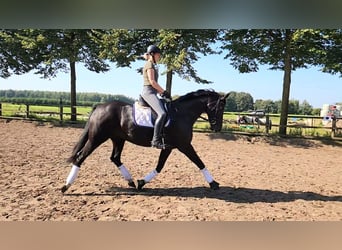 Deutsches Reitpferd, Stute, 5 Jahre, 167 cm, Rappe