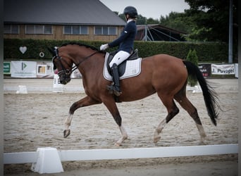 Deutsches Reitpferd, Stute, 5 Jahre, 168 cm, Brauner