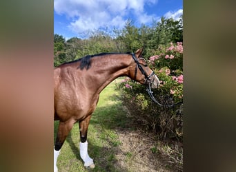 Deutsches Reitpferd, Stute, 5 Jahre, 168 cm, Brauner