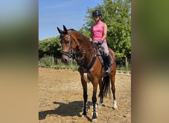 Deutsches Reitpferd, Stute, 5 Jahre, 168 cm, Brauner