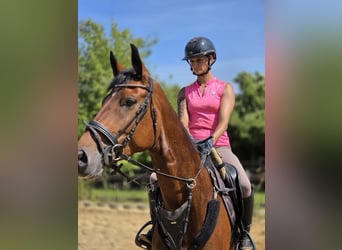 Deutsches Reitpferd, Stute, 5 Jahre, 168 cm, Brauner