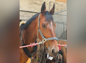 Deutsches Reitpferd, Stute, 5 Jahre, 168 cm, Brauner