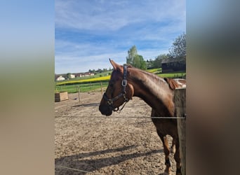 Deutsches Reitpferd, Stute, 5 Jahre, 168 cm