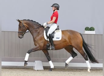 Deutsches Reitpferd, Stute, 5 Jahre, 168 cm, Dunkelbrauner