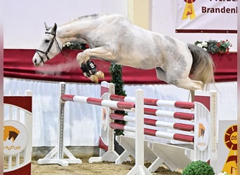 Deutsches Reitpferd, Stute, 5 Jahre, 168 cm, Schecke