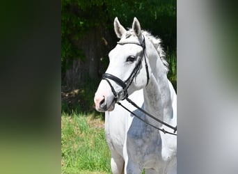 Deutsches Reitpferd, Stute, 5 Jahre, 168 cm, Schecke