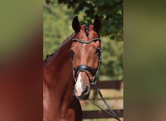 Deutsches Reitpferd, Stute, 5 Jahre, 169 cm, Dunkelbrauner