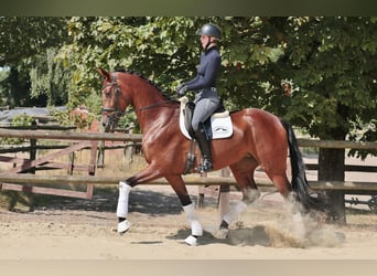 Deutsches Reitpferd, Stute, 5 Jahre, 169 cm, Dunkelbrauner