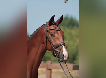Deutsches Reitpferd, Stute, 5 Jahre, 169 cm, Dunkelbrauner